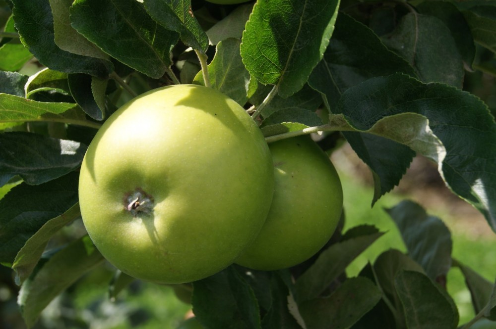 Appelboom - Malus Domestica Granny Smith
