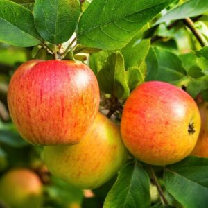Appelboom - Malus Domestica Reine des Reinettes