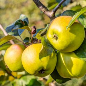 Appelboom - Malus Domestica Golden Delicious