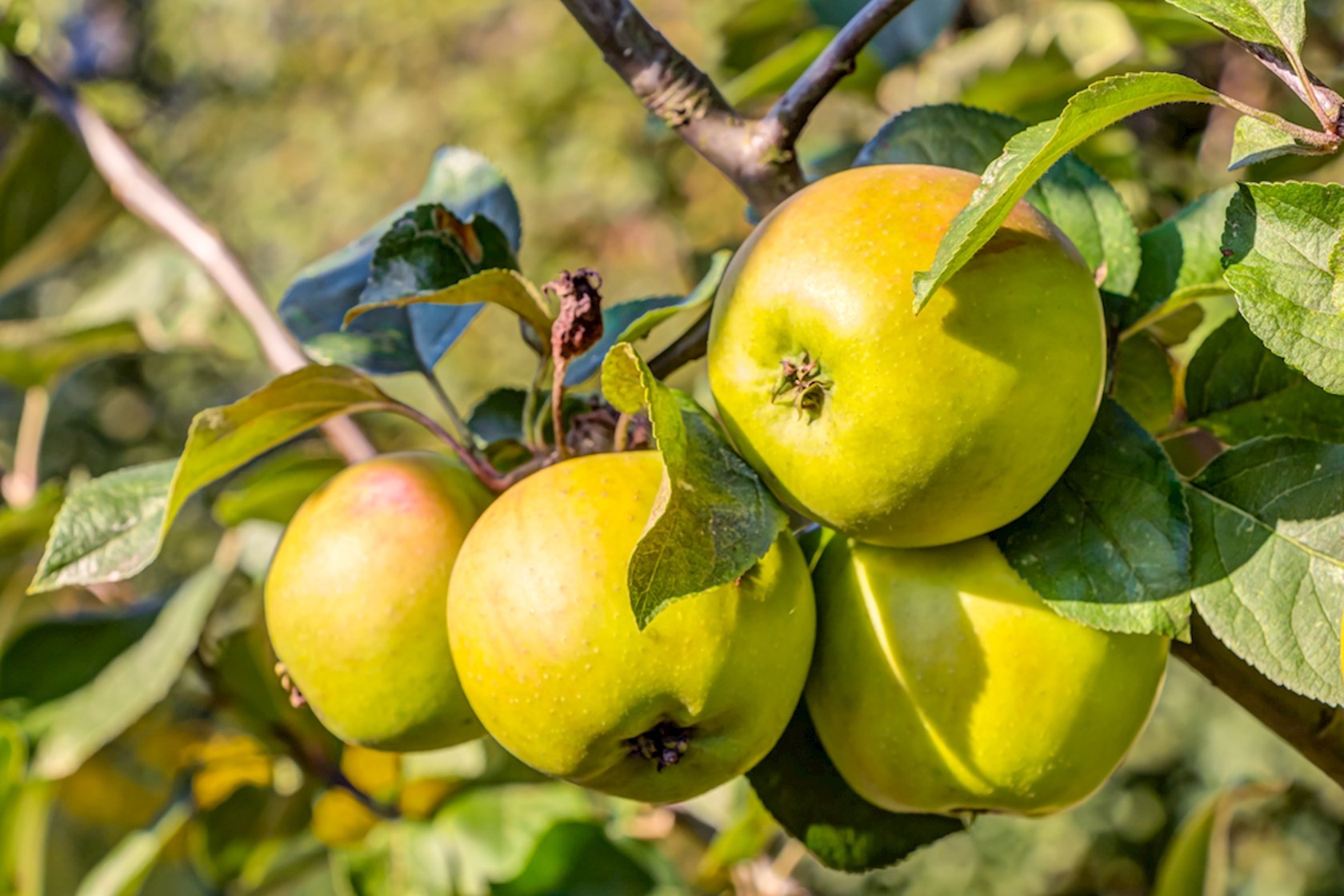 Appelboom - Malus Domestica Golden Delicious