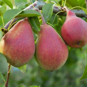 Perenboom - Pyrus Communis William's Rouge