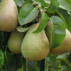 Perenboom - Pyrus Communis Beurre Hardy