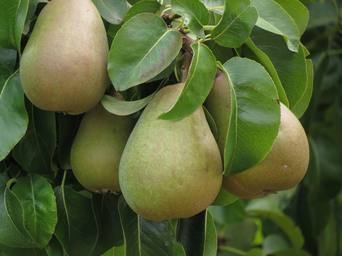 Perenboom - Pyrus Communis Beurre Hardy