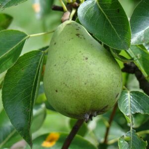 Perenboom - Pyrus Communis William's