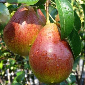 Perenboom - Pyrus Communis Bonne Louise d'Avranches