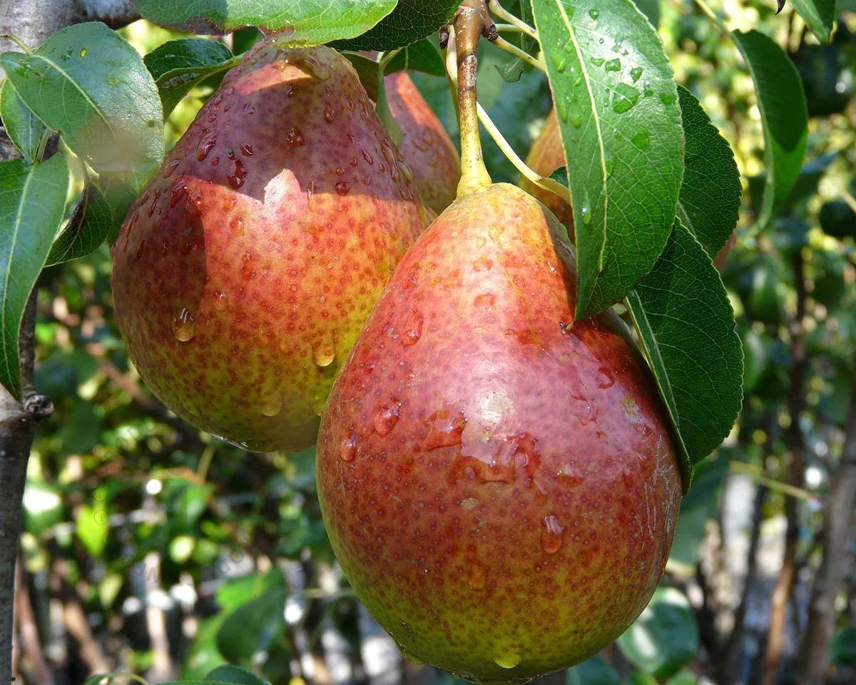 Perenboom - Pyrus Communis Bonne Louise d'Avranches
