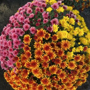 Chrysanthemum Indicum TRIO bol dia 60-75