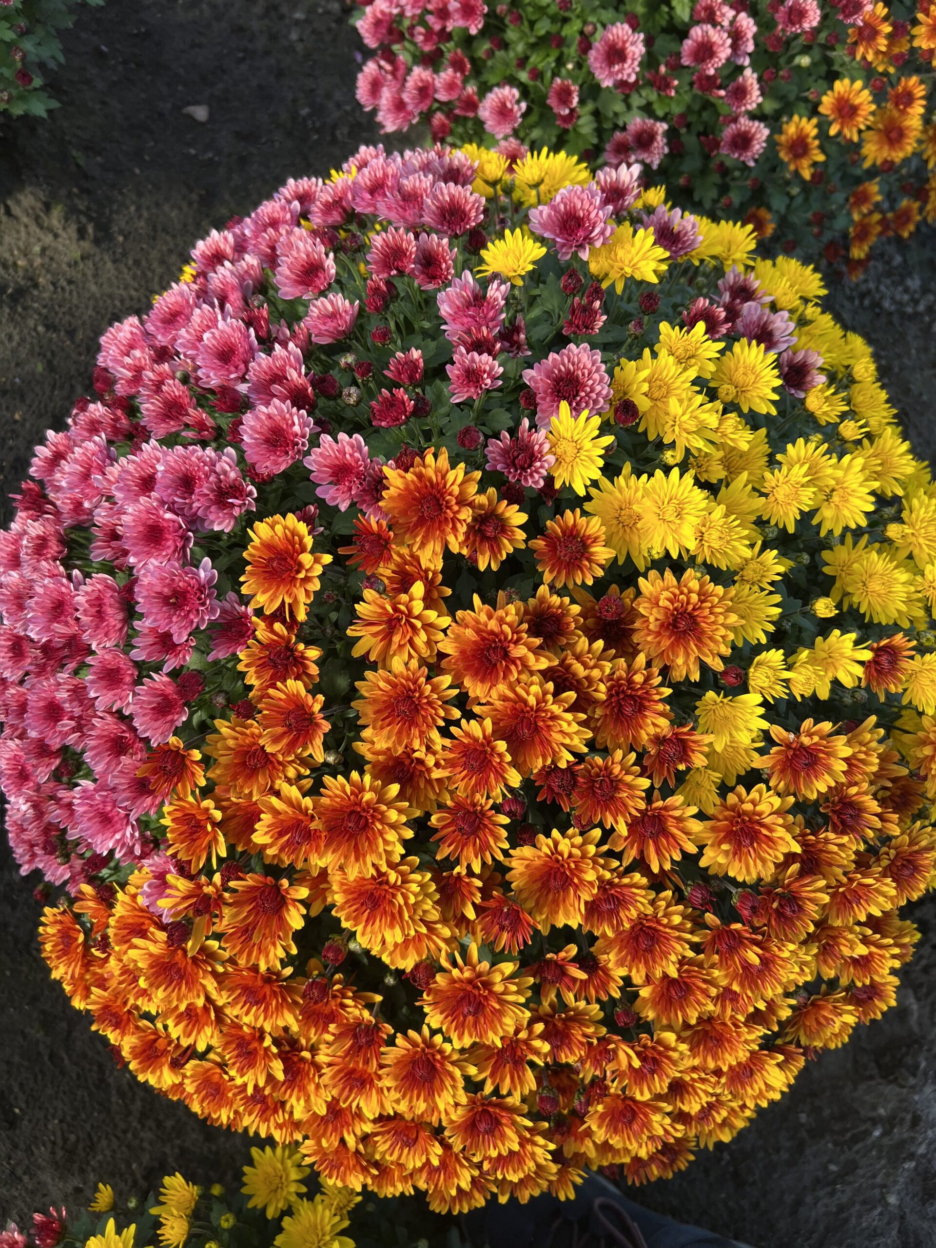 Chrysanthemum Indicum TRIO bol dia 60-75
