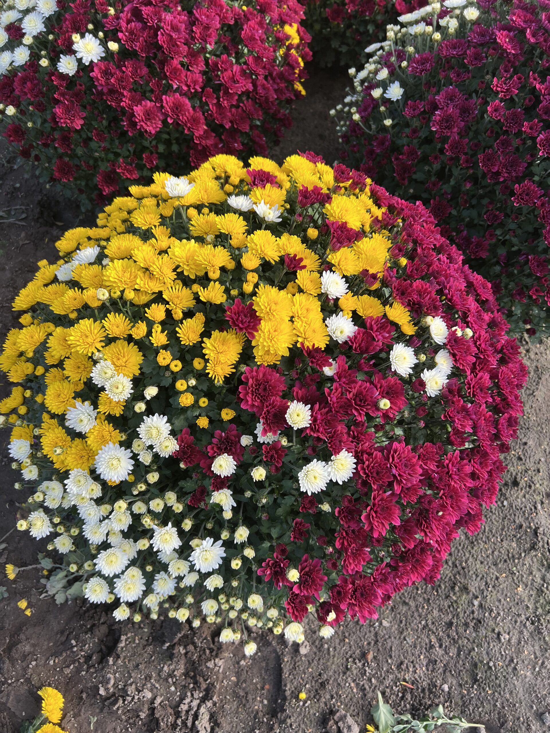 Chrysanthemum Indicum TRIO bol dia 60-75 - Image 2
