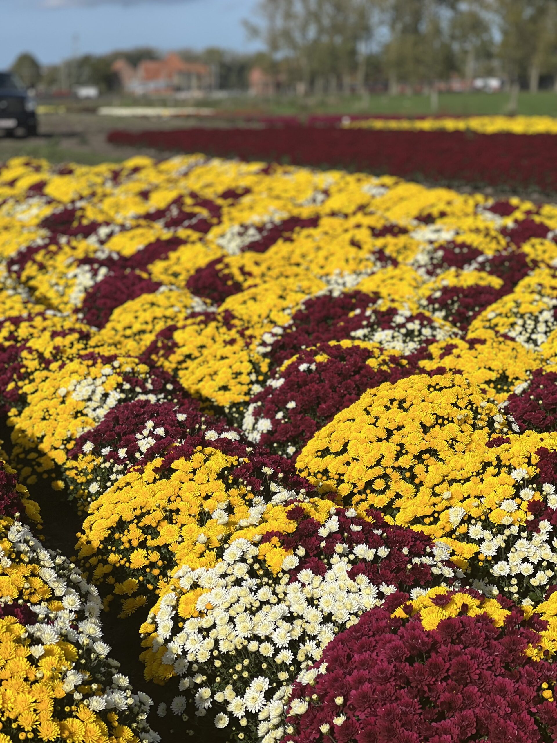 Chrysanthemum Indicum TRIO bol dia 60-75 - Image 3