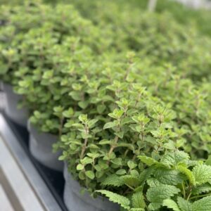 Oregano