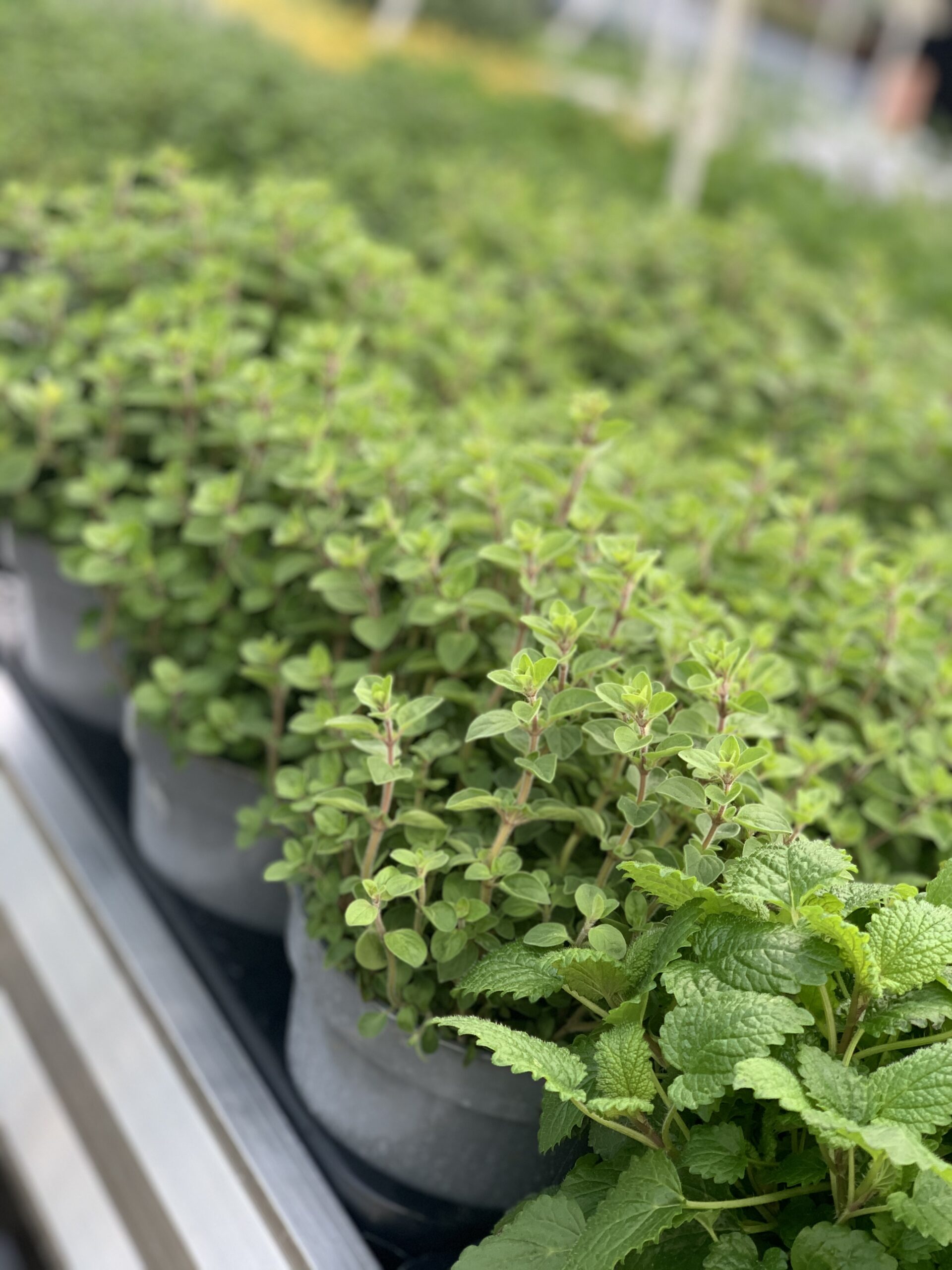 Oregano