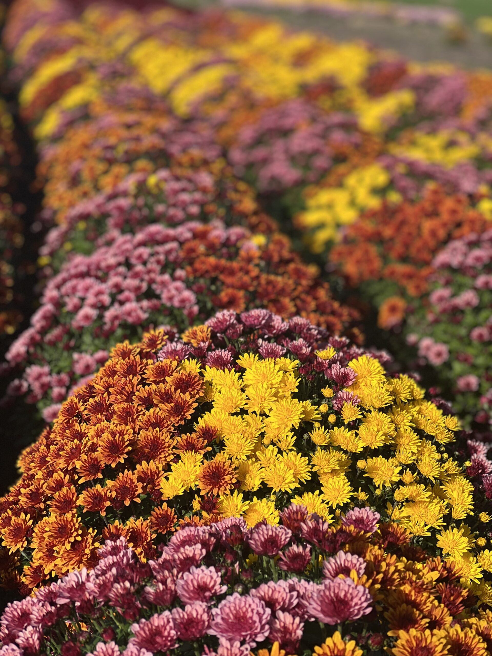 Chrysanthemum Indicum TRIO bol dia 60-75 - Image 4