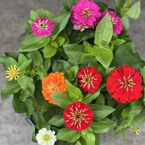 Zinnia 4 kleuren