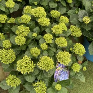 Hydrangea Macrophylla - Boerenhortensia/Bolhortensia