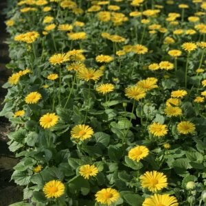 Doronicum Orientale Magnifique