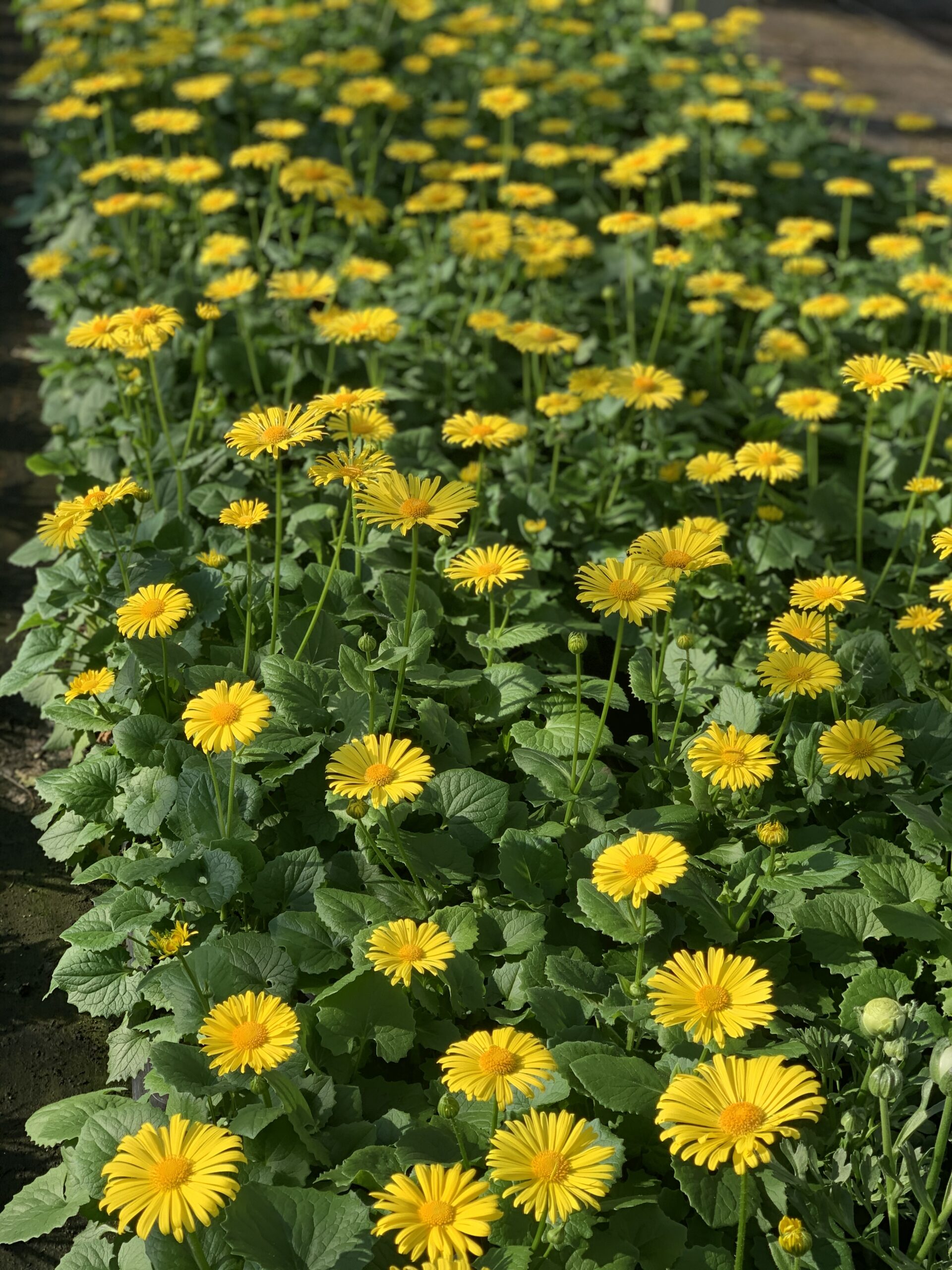 Doronicum Orientale Magnifique