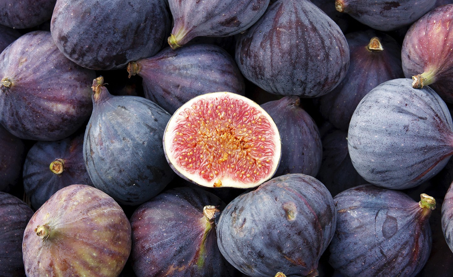 Ficus Carica - Vijgenboom 130cm - Image 2