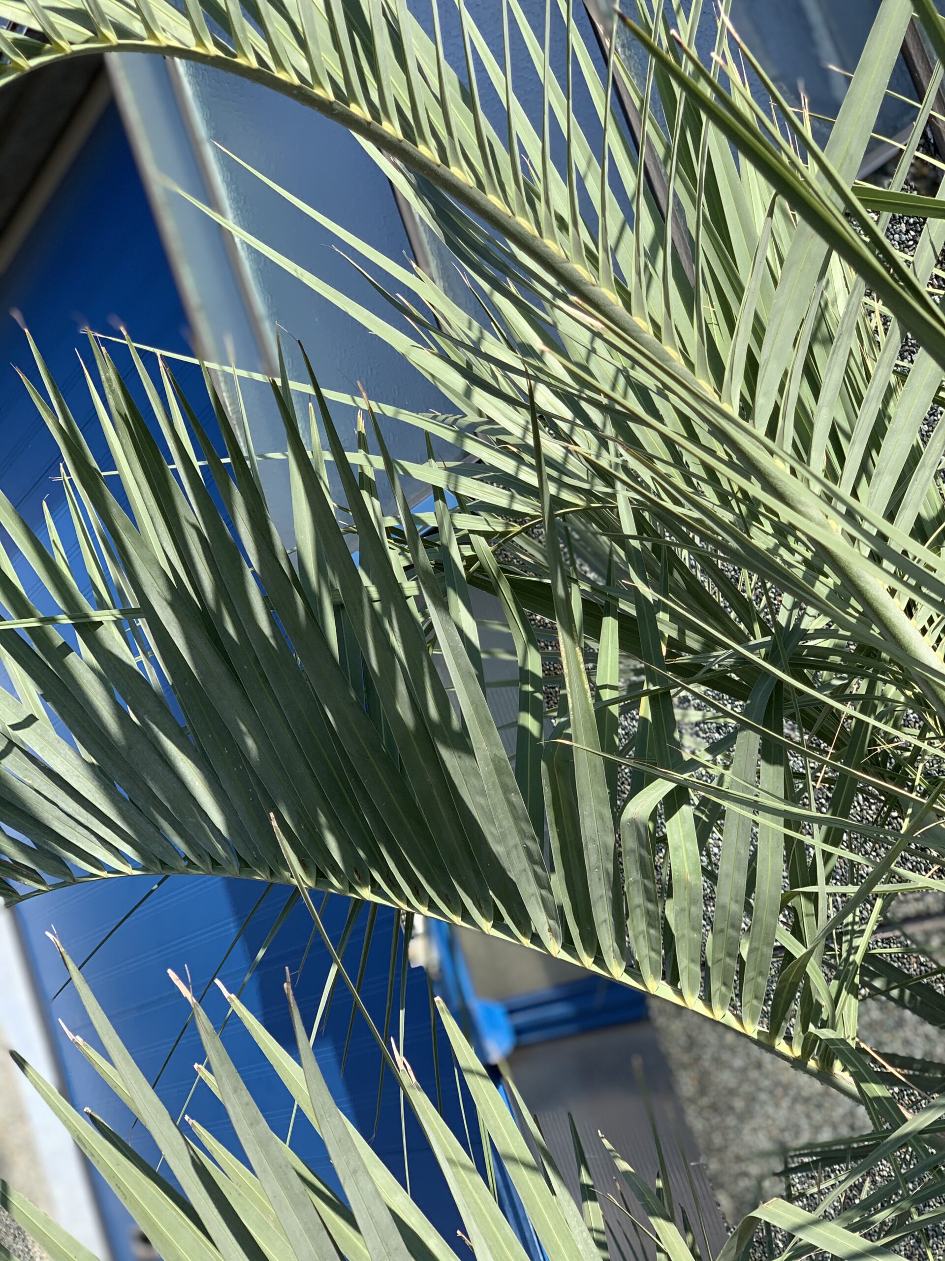 Butia Capitata - Geleipalm - Image 2