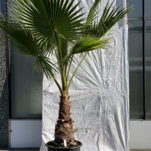 Washingtonia Robusta - Mexicaanse Waaierpalm