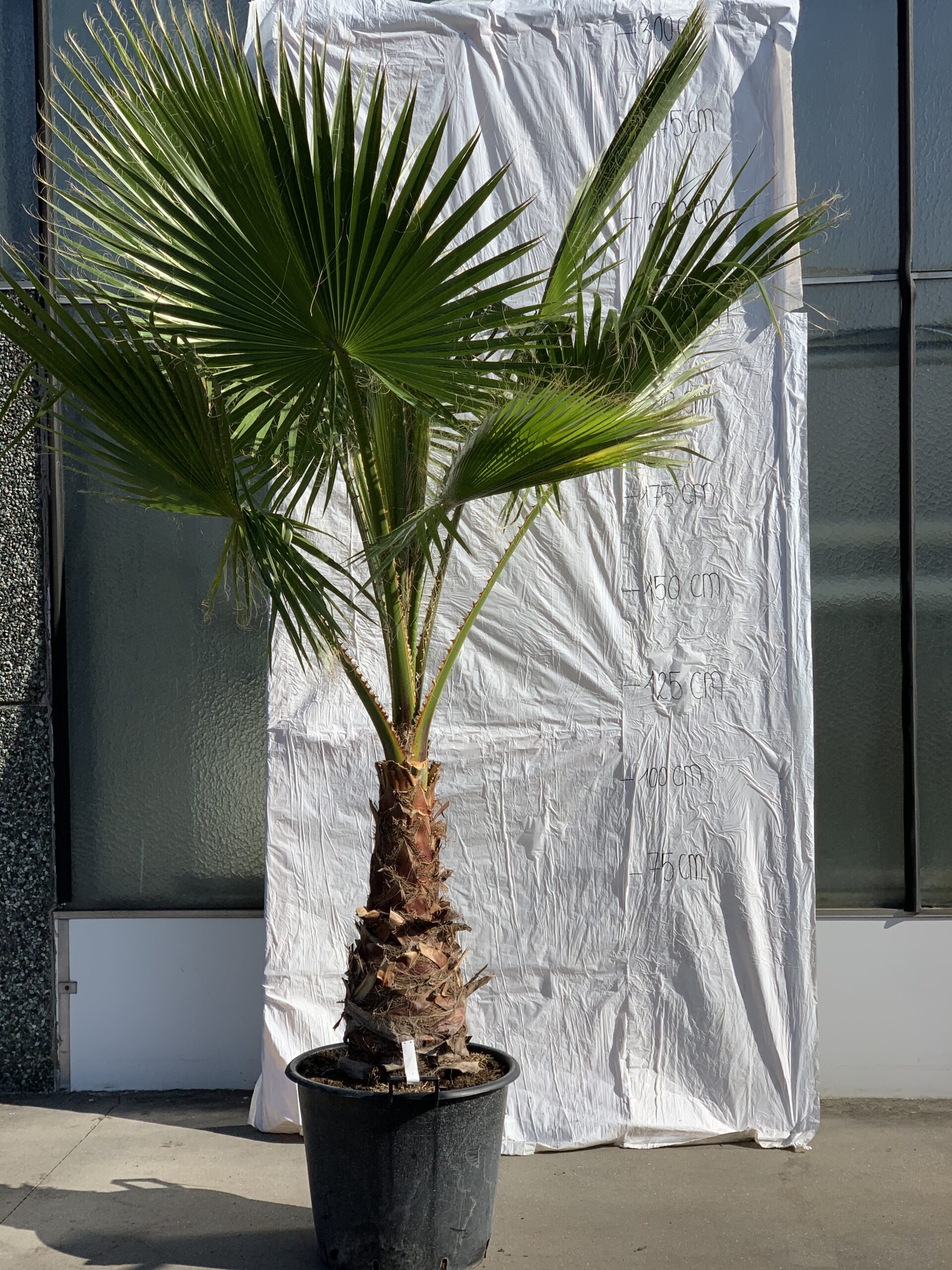 Washingtonia Robusta - Mexicaanse Waaierpalm