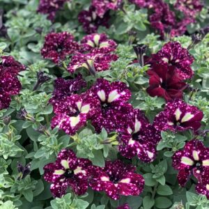 Surfinia - hang petunia