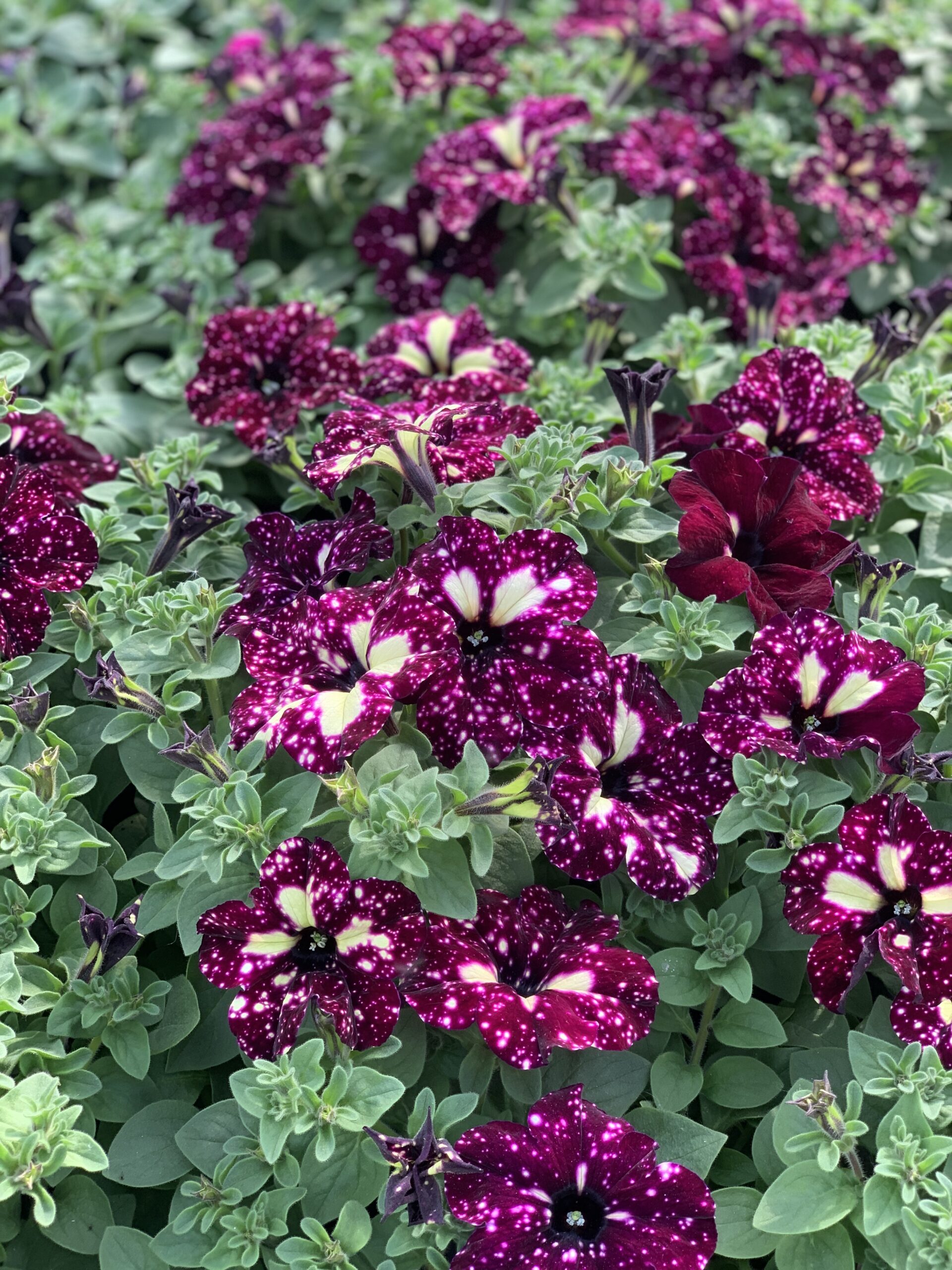 Surfinia - hang petunia