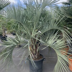 Butia Capitata - Geleipalm