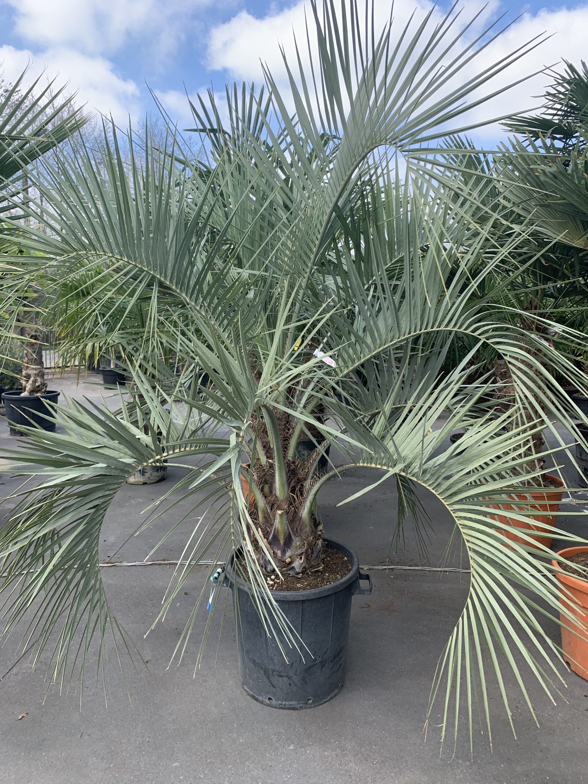 Butia Capitata - Geleipalm