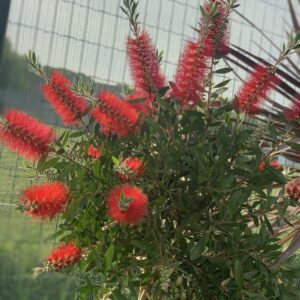 Callistemon op stam 80cm