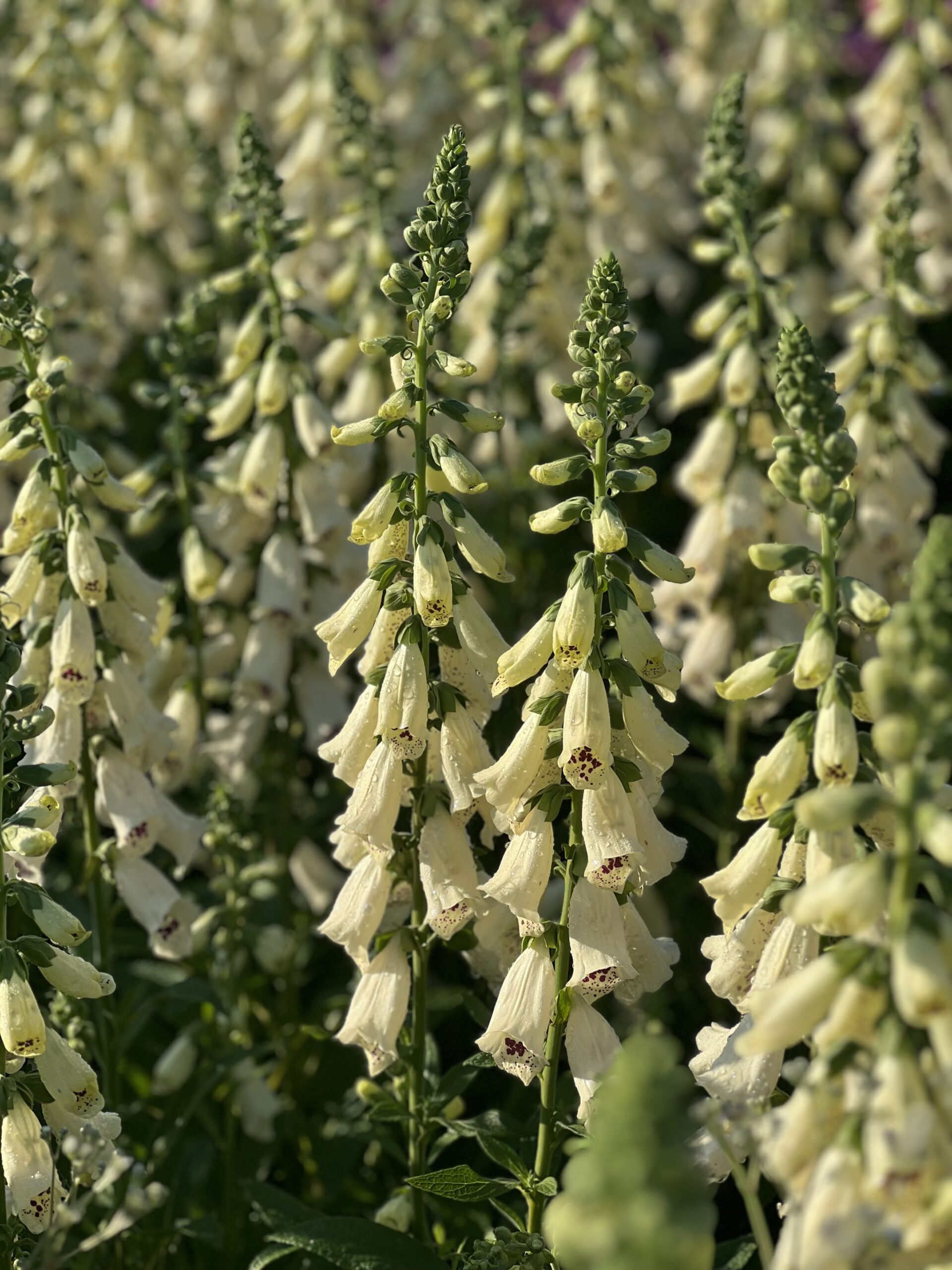 Digitalis Purpurea - Vingerhoedskruid - Image 2
