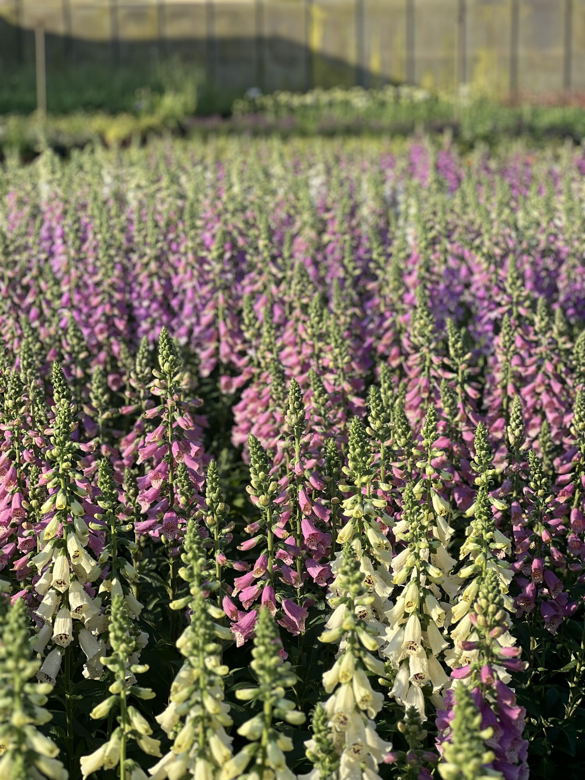 Digitalis Purpurea - Vingerhoedskruid