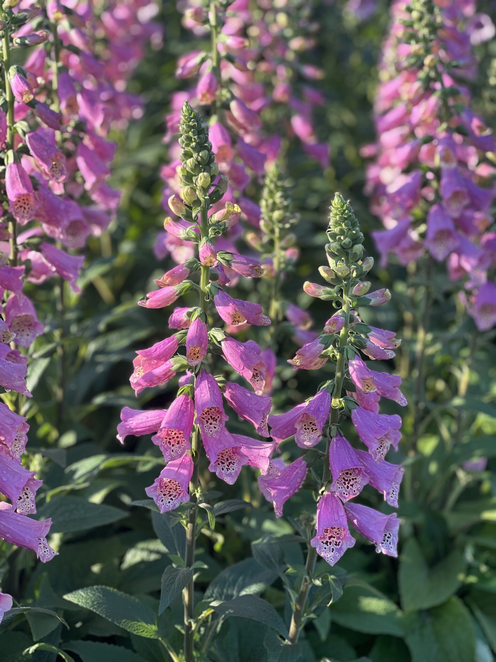 Digitalis Purpurea - Vingerhoedskruid - Image 3