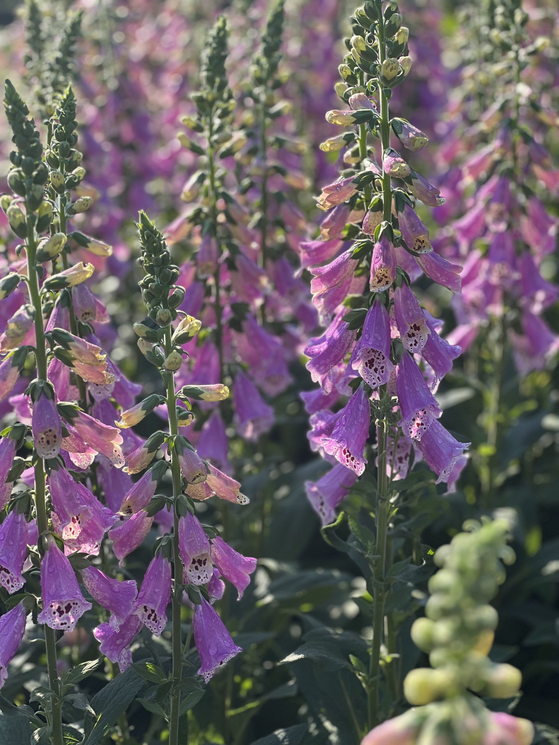 Digitalis Purpurea - Vingerhoedskruid - Image 4
