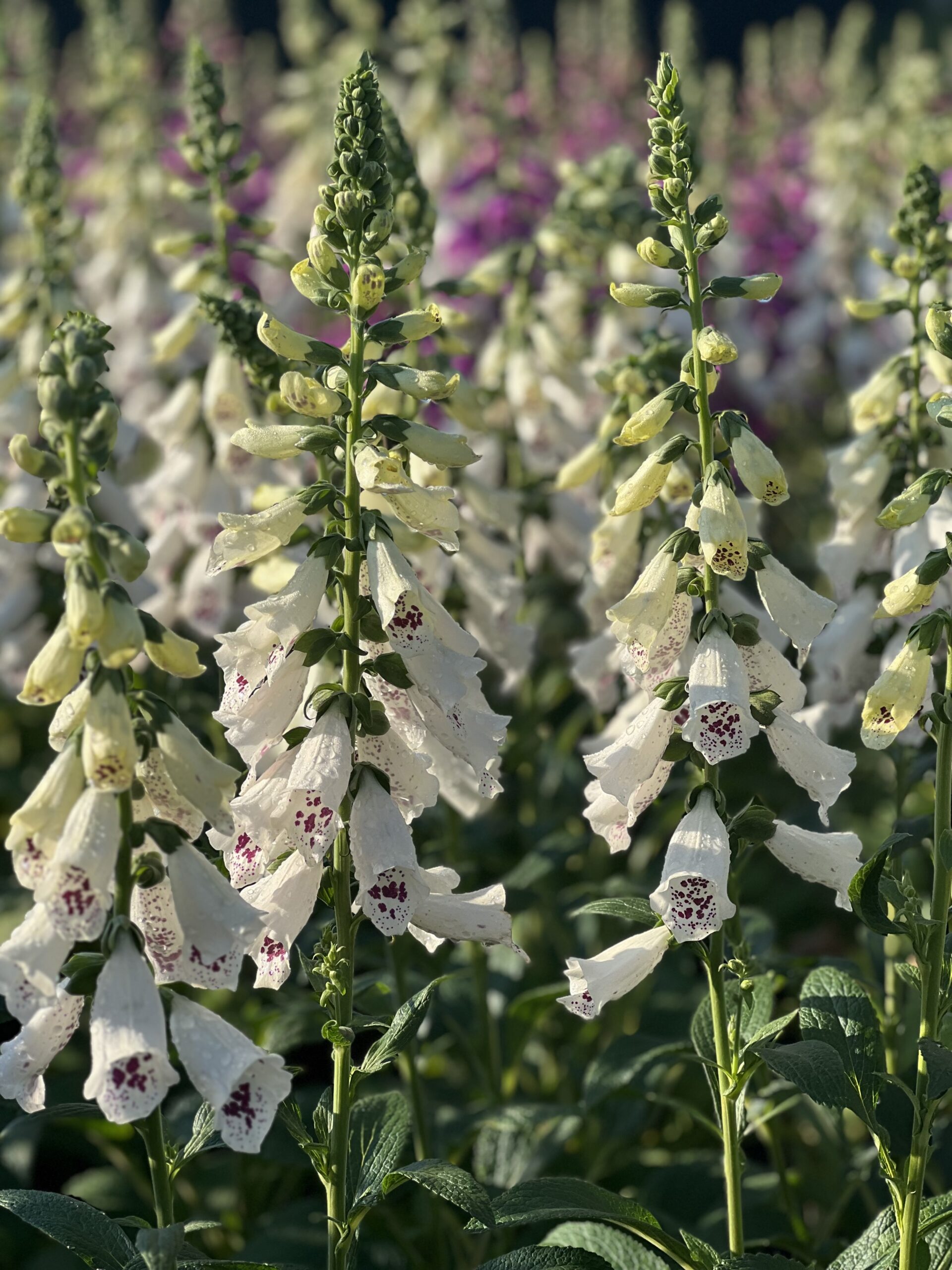 Digitalis Purpurea - Vingerhoedskruid - Image 5