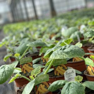 Gele courgette - Courgette Gold Rush