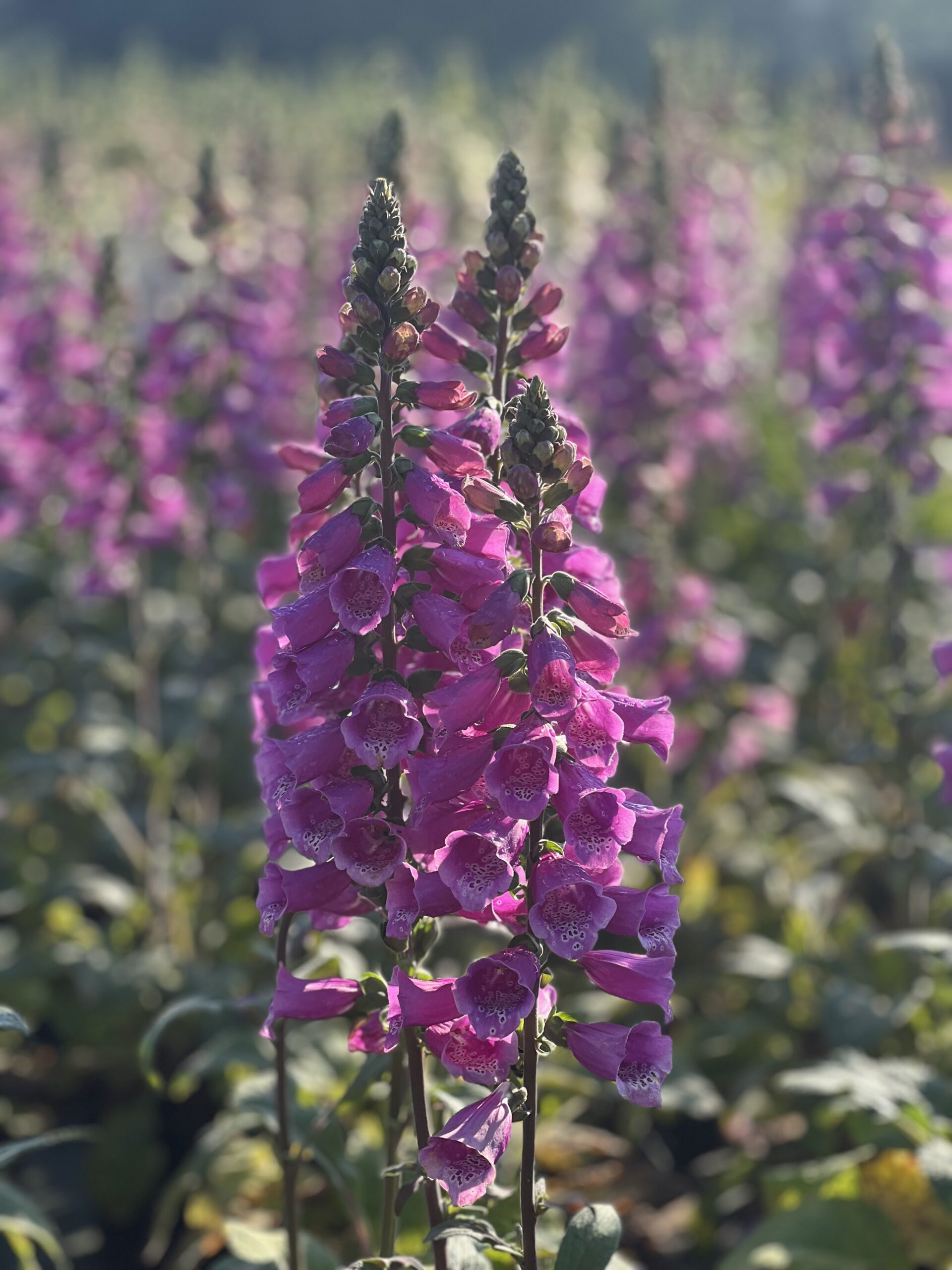 Digitalis Purpurea - Vingerhoedskruid - Image 6