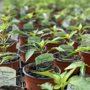 Puntpeper geel - Capsicum Hot Yellow