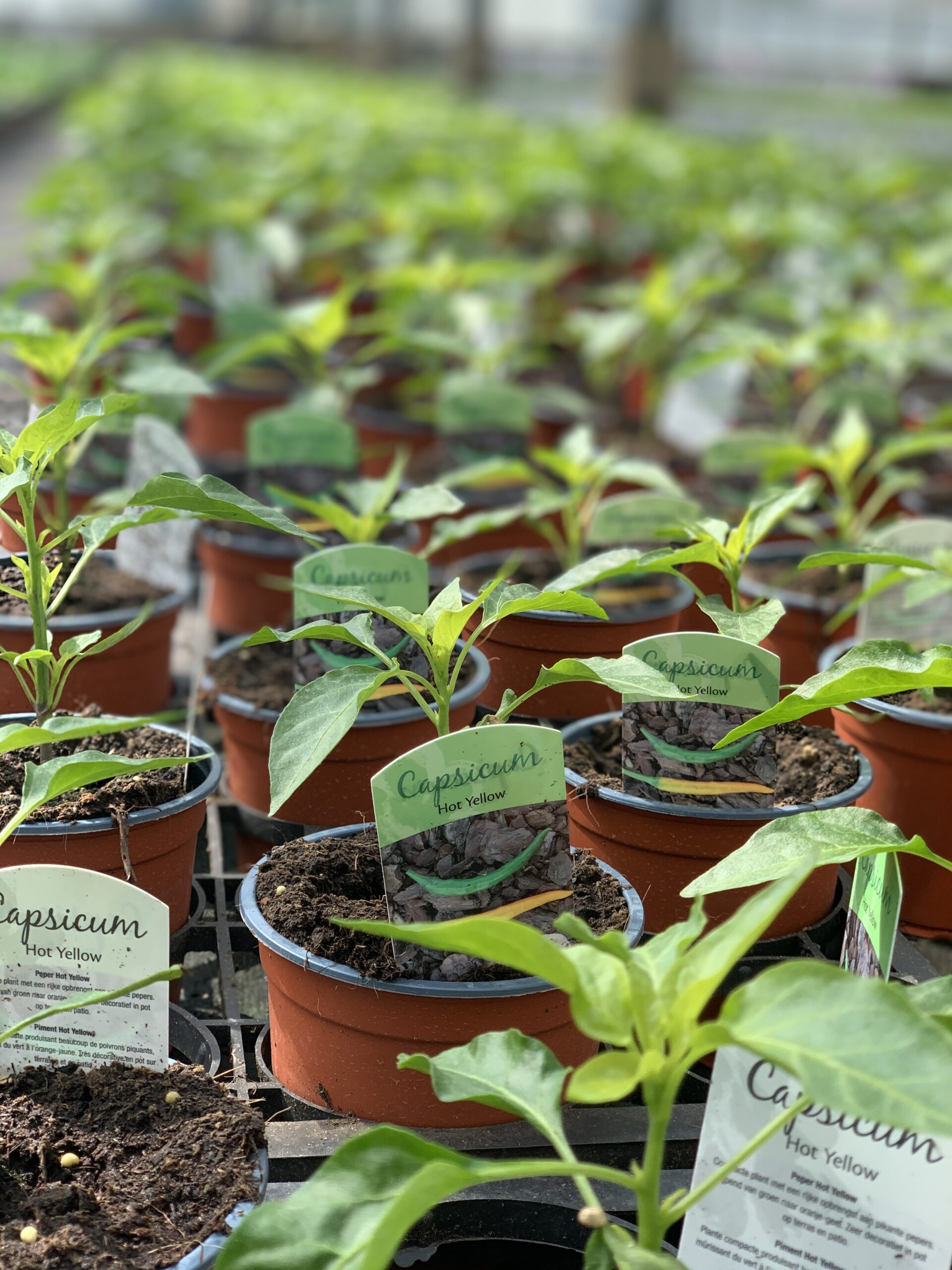 Puntpeper geel - Capsicum Hot Yellow