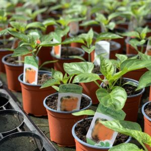 Gele paprika - Capsicum Goldenstar F1