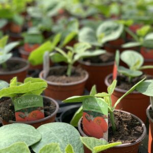 Pompoen - Cucurbita Uchiki Kuri F1
