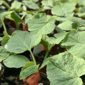 Reuzen pompoen - Cucurbita Rouge d'etampes