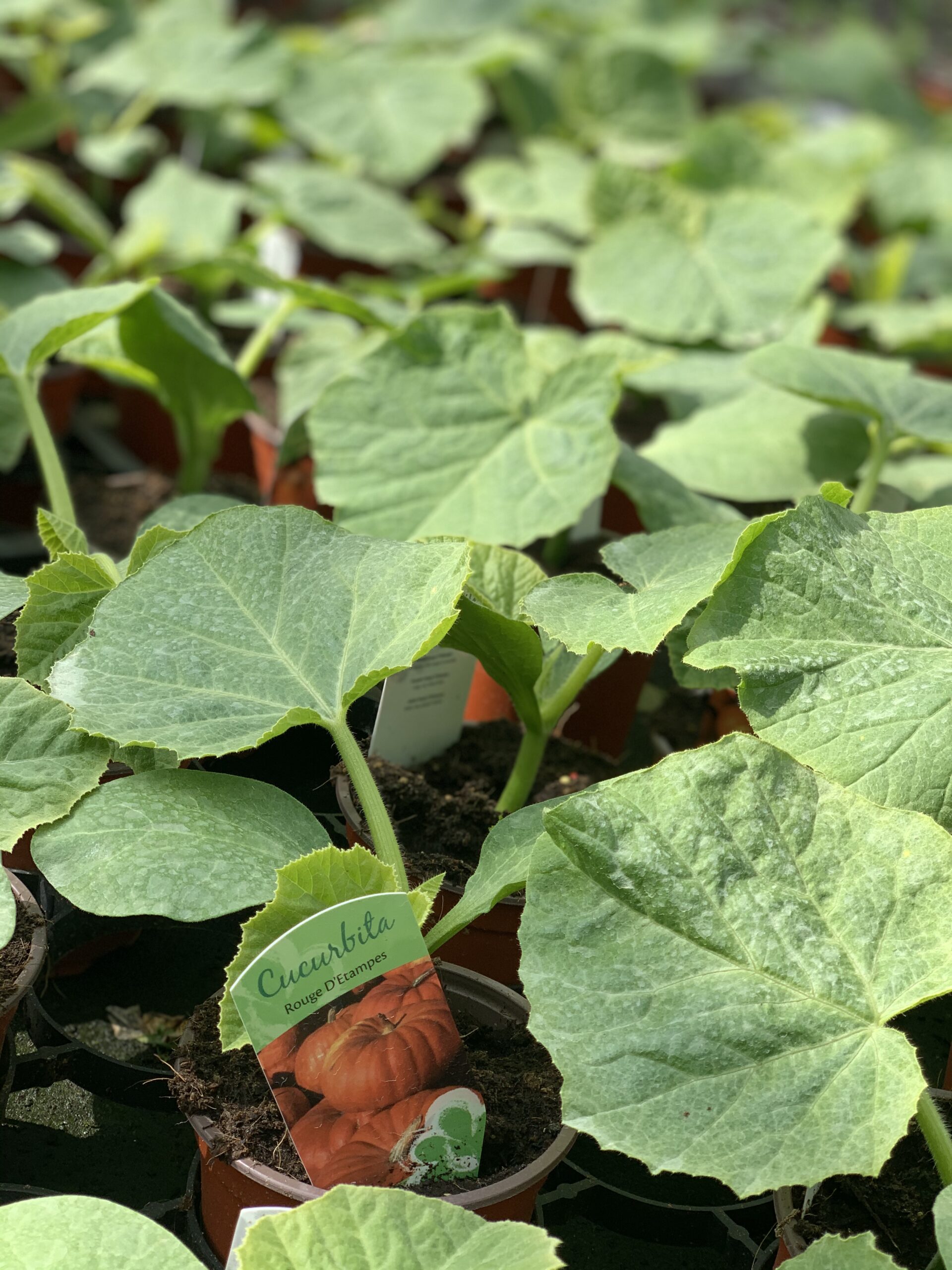 Reuzen pompoen - Cucurbita Rouge d'etampes