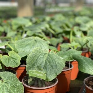 Groene courgette - Courgette Diamant f1
