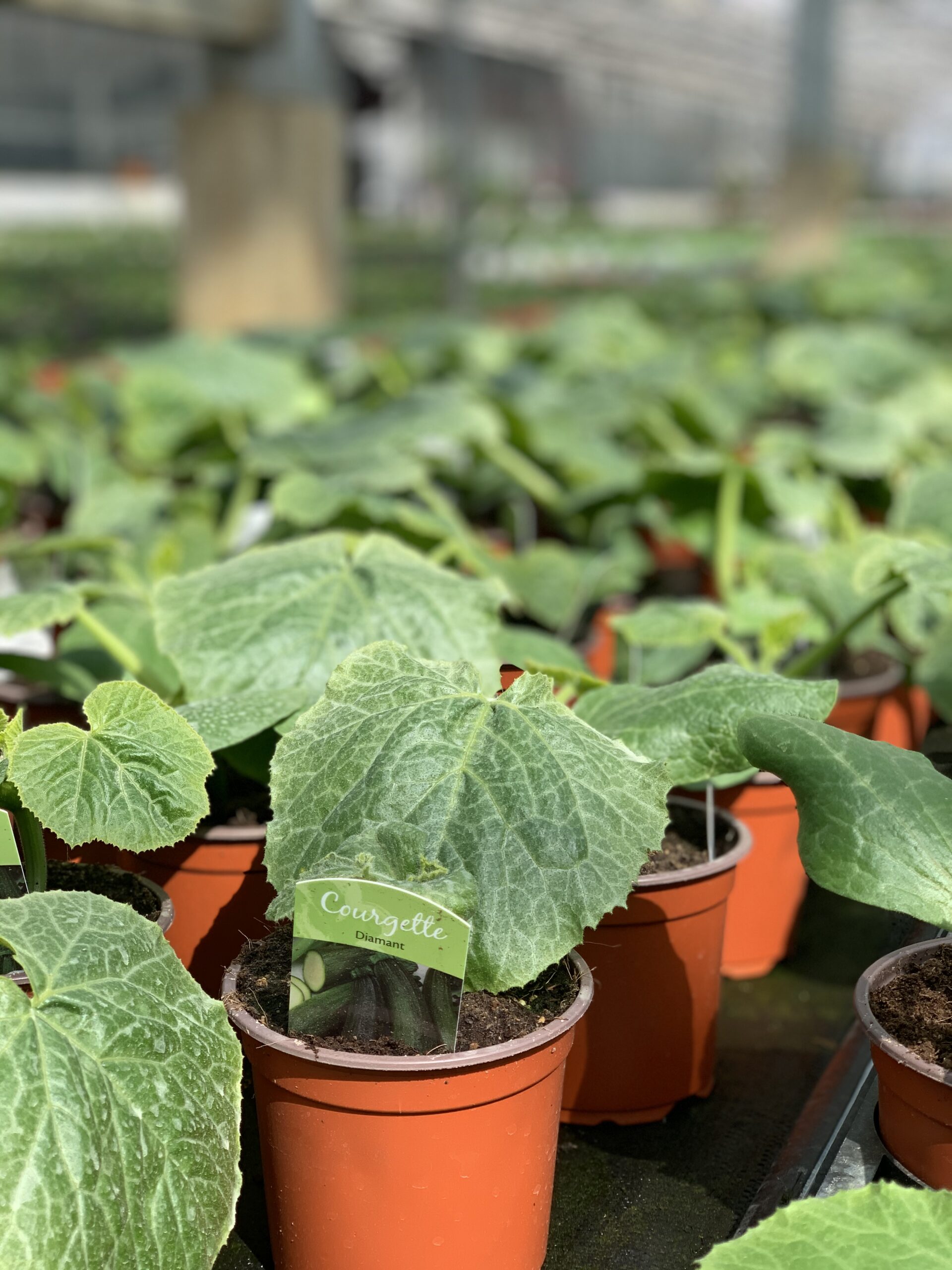 Groene courgette - Courgette Diamant f1