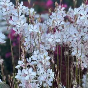 Gaura Wit - Whirling Butterflies