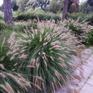 Pennisetum alopecuroides Viridescens - Lampenpoetsersgras donker