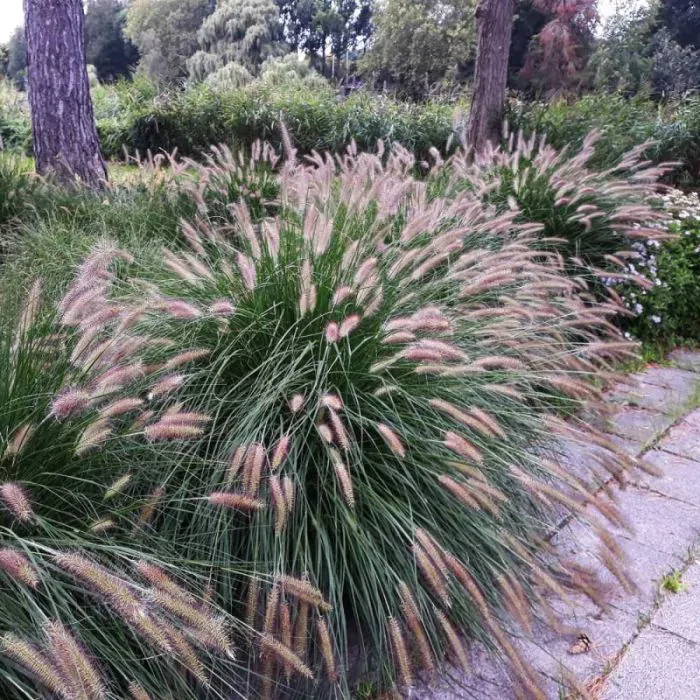 Pennisetum alopecuroides Viridescens - Lampenpoetsersgras donker