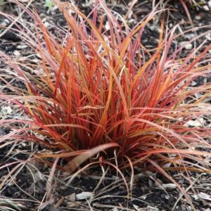 Uncinia Everflame