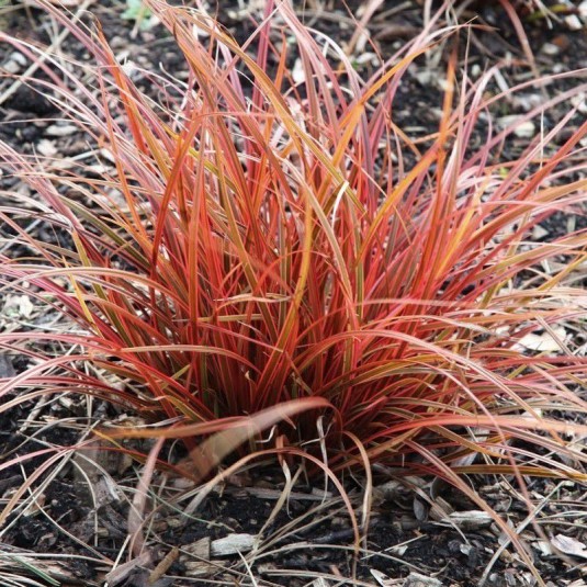 Uncinia Everflame